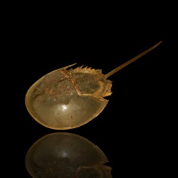 Tachypleus sp. Pfeilschwanzkrebs kaufen? | Coralandfishstore.nl