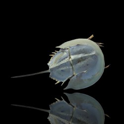 Tachypleus sp.