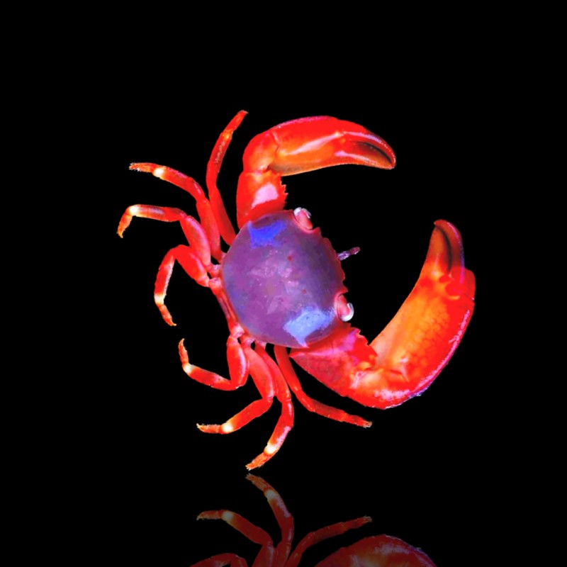 Trapezia Lutea oder die Rote Korallenkrabbe kaufen? | Coralandfishstore Trapezia Lutea oder die Rote Korallenkrabbe kaufen? | Coralandfishstore