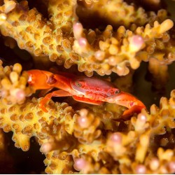 Trapezia Lutea oder die Rote Korallenkrabbe kaufen? | Coralandfishstore