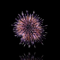 Echinometra Mathaei oder der Felsenbohrende Seeigel