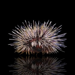 Echinometra Mathaei oder der Felsenbohrende Seeigel