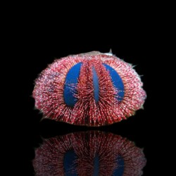 Möchten Sie Mespilia Globulus kaufen? | Coralandfishstore.nl