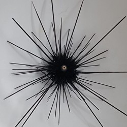 Möchten Sie Diadema setosum im Coral and Fish Store kaufen? | Coralandfishstore.nl