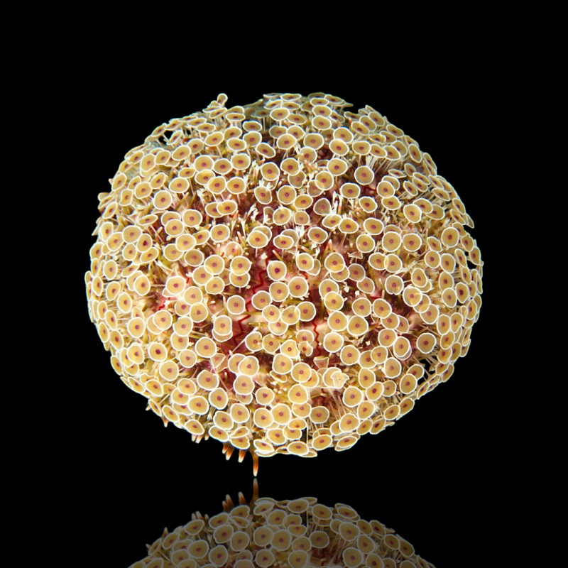 Toxopneustes Pileolus kaufen? | Coralandfishstore.nl Toxopneustes Pileolus kaufen? | Coralandfishstore.nl