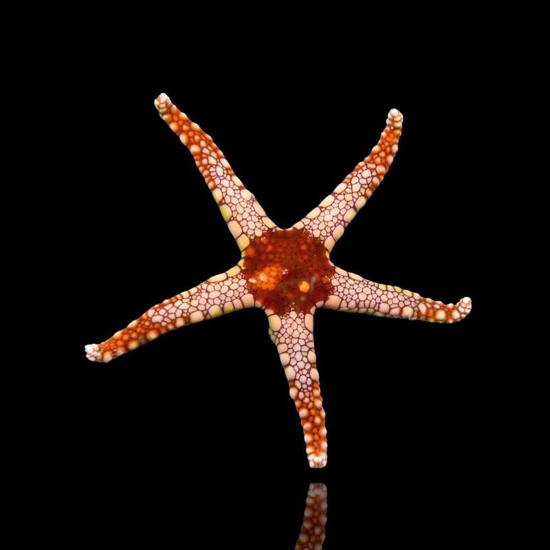 Fromia Monilis - Perlenseestern kaufen? | Coralandfishstore.nl Fromia Monilis - Perlenseestern kaufen? | Coralandfishstore.nl