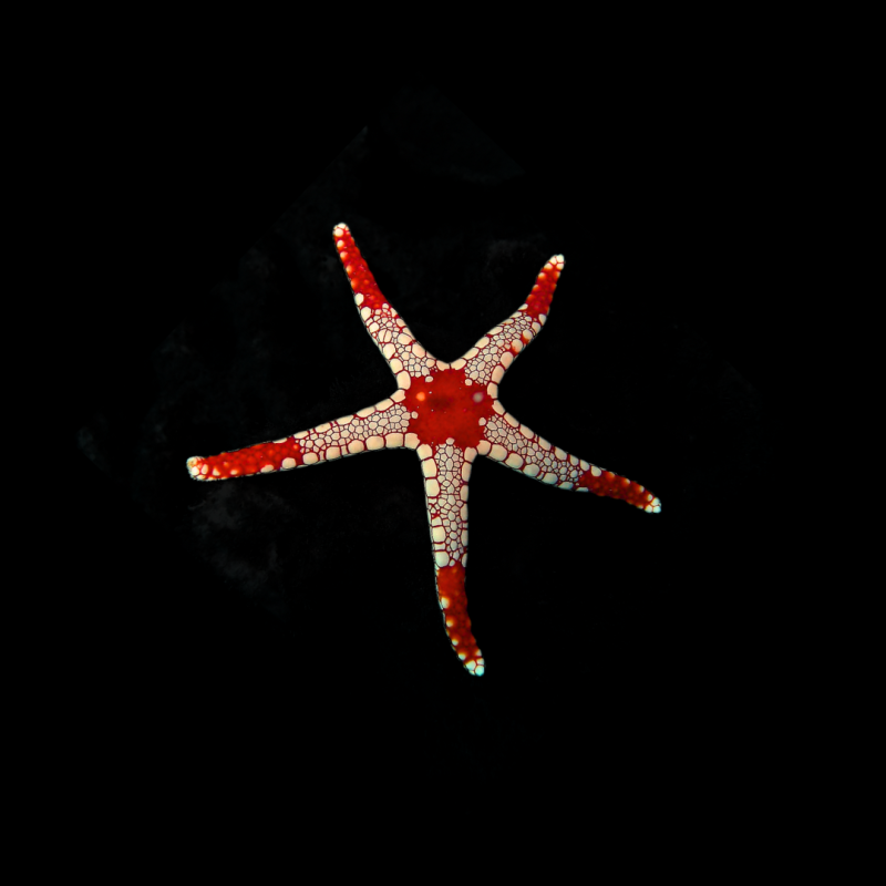 Fromia Monilis - Perlenseestern kaufen? | Coralandfishstore.nl Fromia Monilis - Perlenseestern kaufen? | Coralandfishstore.nl