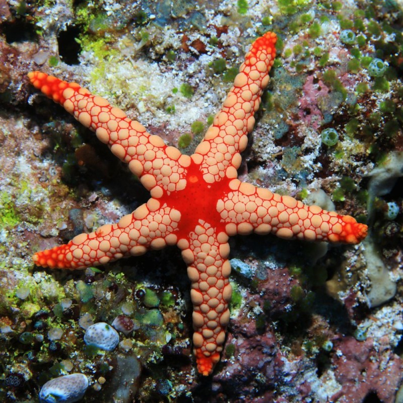 Fromia Monilis - Perlenseestern kaufen? | Coralandfishstore.nl Fromia Monilis - Perlenseestern kaufen? | Coralandfishstore.nl