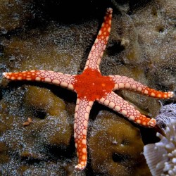 Fromia Monilis - Perlenseestern kaufen? | Coralandfishstore.nl