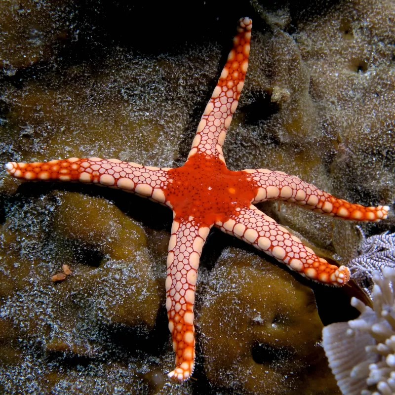Fromia Monilis - Perlenseestern kaufen? | Coralandfishstore.nl Fromia Monilis - Perlenseestern kaufen? | Coralandfishstore.nl