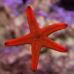 Möchten Sie Fromia Elegans – Roter Marmor-Seestern kaufen?