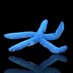 Linckia Laevigata oder den blauen Seestern kaufen? Coralandfishstore.nl
