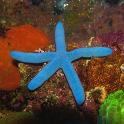 Linckia Laevigata of de blauwe zeester  kopen? Coralandfishstore.nl