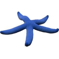 Linckia Laevigata oder den blauen Seestern kaufen? Coralandfishstore.nl