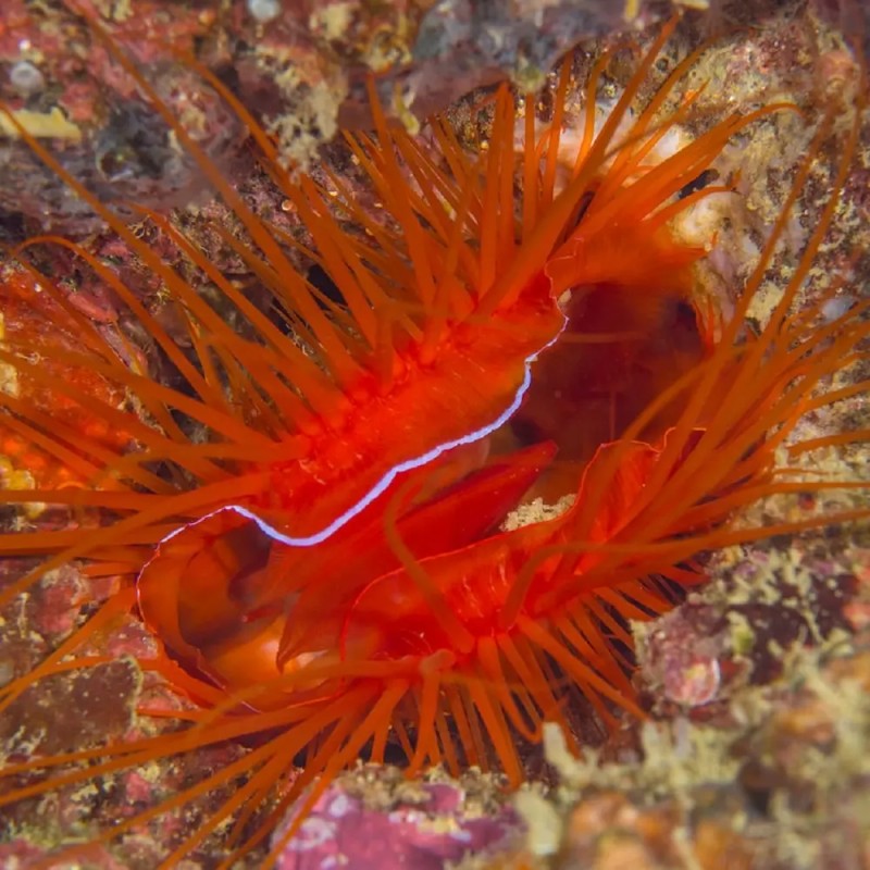 Lima Orientalis oder die Zittermuschel Lima Orientalis oder die Zittermuschel