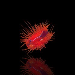 Lima Orientalis oder die Zittermuschel