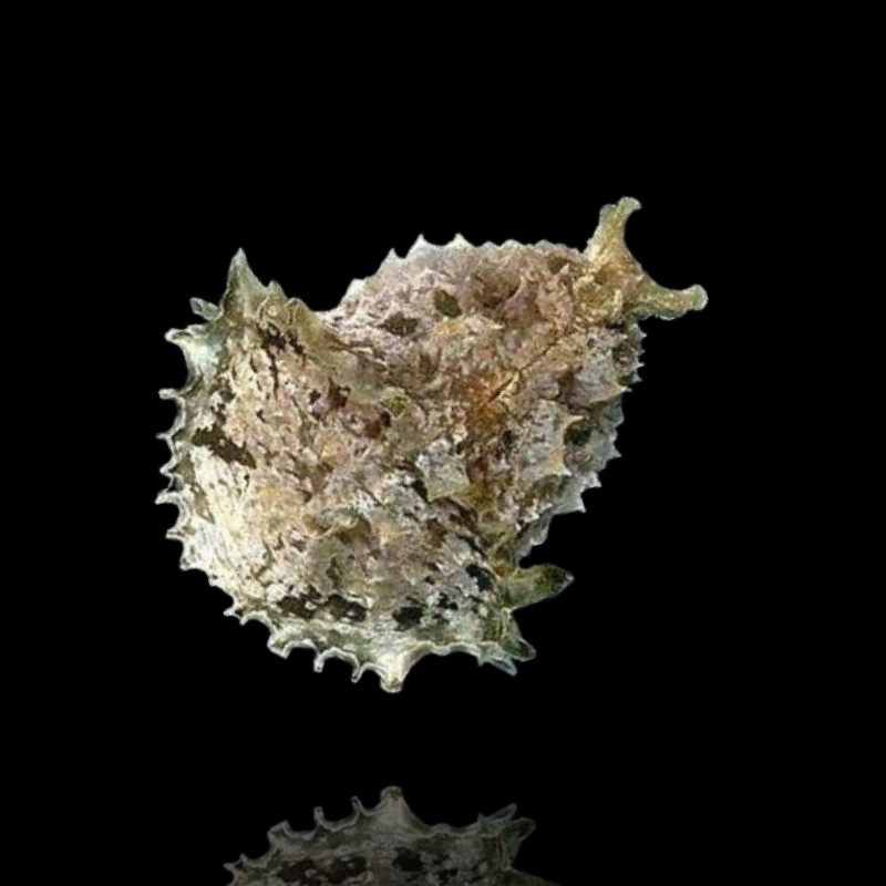 Möchten Sie den Seehasen Dolabella Auricularia kaufen? | Coralandfishstore.nl