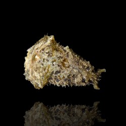 Möchten Sie den Seehasen Dolabella Auricularia kaufen? | Coralandfishstore.nl