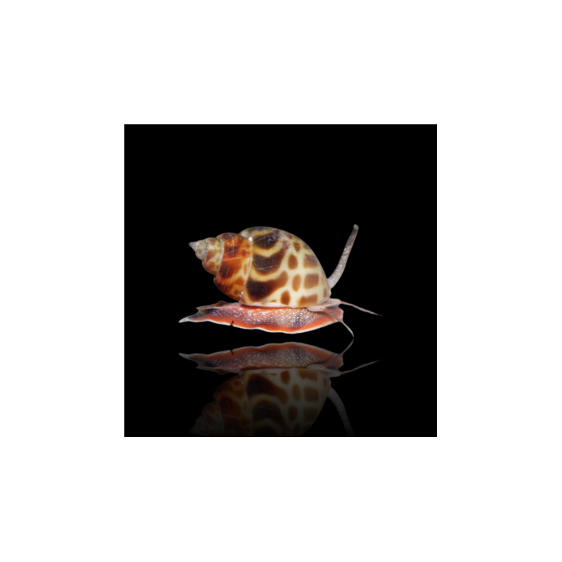 Strombus sp Sandschnecke kaufen? | Coralandfishstore Strombus sp Sandschnecke kaufen? | Coralandfishstore