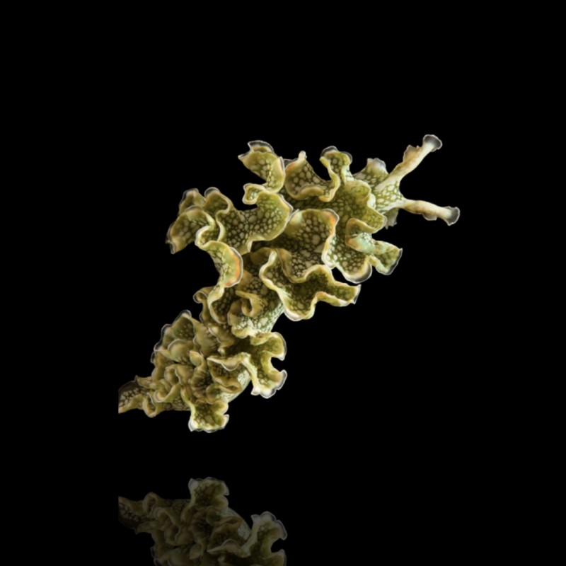 Elysia Crispata oder Salatschnecke kaufen? | Coraladfishstore.nl Elysia Crispata oder Salatschnecke kaufen? | Coraladfishstore.nl