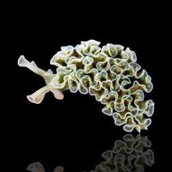 Elysia Crispata