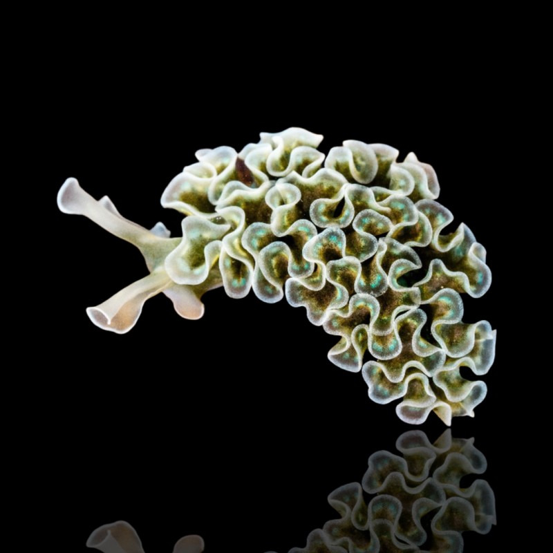 Elysia Crispata oder Salatschnecke kaufen? | Coraladfishstore.nl Elysia Crispata oder Salatschnecke kaufen? | Coraladfishstore.nl
