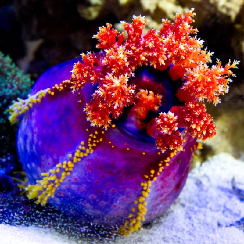 Möchten Sie Pseudocolochirus Violaceus oder den Seeapfel kaufen? Coralandfishstore.nl Möchten Sie Pseudocolochirus Violaceus oder den Seeapfel kaufen? Coralandfishstore.nl
