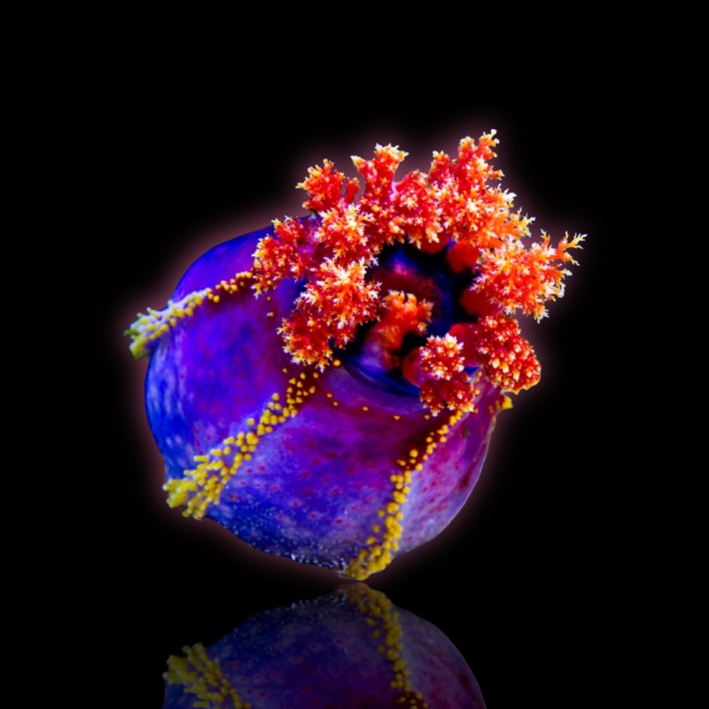 Möchten Sie Pseudocolochirus Violaceus oder den Seeapfel kaufen? Coralandfishstore.nl Möchten Sie Pseudocolochirus Violaceus oder den Seeapfel kaufen? Coralandfishstore.nl