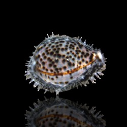 Cypraea sp.