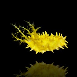 Möchten Sie Colochirus Robustus kaufen? | Coralandfishstore.nl