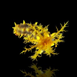 Colochirus robustus
