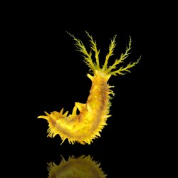 Möchten Sie Colochirus Robustus kaufen? | Coralandfishstore.nl