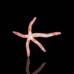 Linckia Multiflora| Coralandfishstore.nl