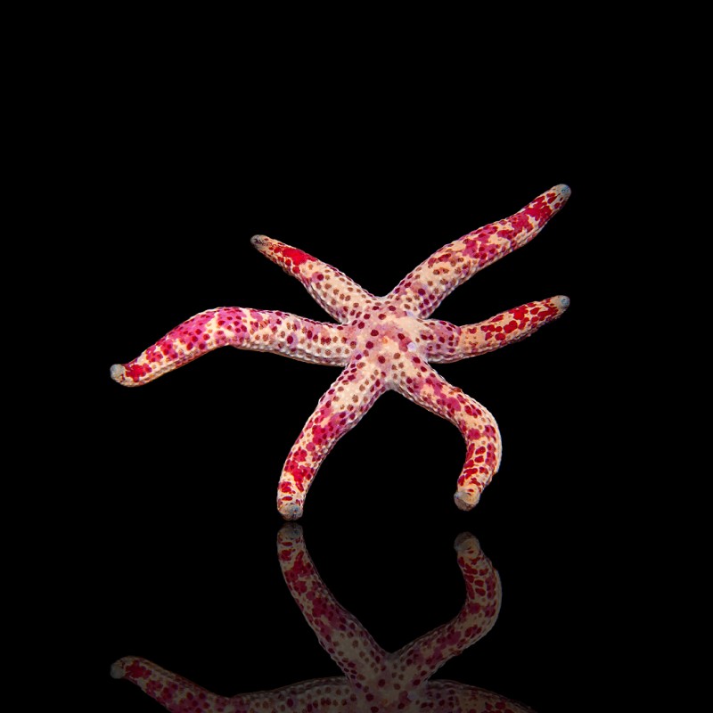 Linckia Multiflora| Coralandfishstore.nl