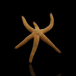 Möchten Sie Echinaster Luzonicus – Roter Seestern kaufen?