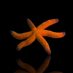 Möchten Sie Echinaster Luzonicus – Roter Seestern kaufen?