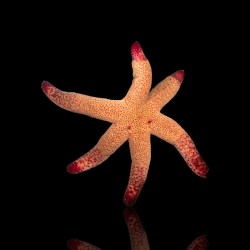 Echinaster Luzonicus ( SM )
