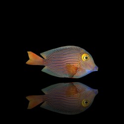 Ctenochaetus Strigosus| Coralandfishstore.nl