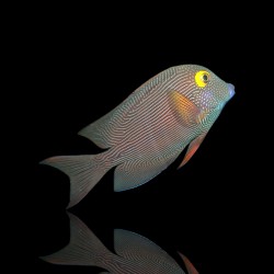 Ctenochaetus Strigosus | Coralandfishstore.nl