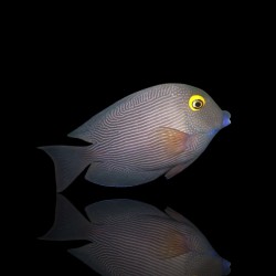 Ctenochaetus Strigosus| Coralandfishstore.nl