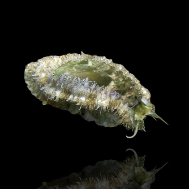Haliotis Asinina kaufen? | Coralandfishstore.nl Haliotis Asinina kaufen? | Coralandfishstore.nl
