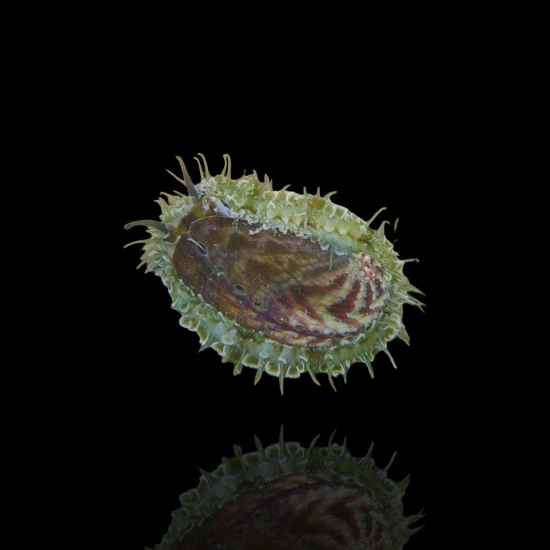 Haliotis Asinina kaufen? | Coralandfishstore.nl Haliotis Asinina kaufen? | Coralandfishstore.nl