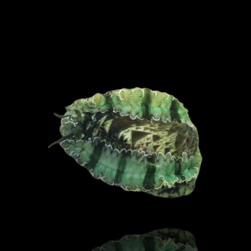 Haliotis Asinina kaufen? | Coralandfishstore.nl Haliotis Asinina kaufen? | Coralandfishstore.nl