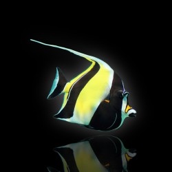 Zanclus Cornutus (XL) kopen?  |  Coralandfishstore.nl