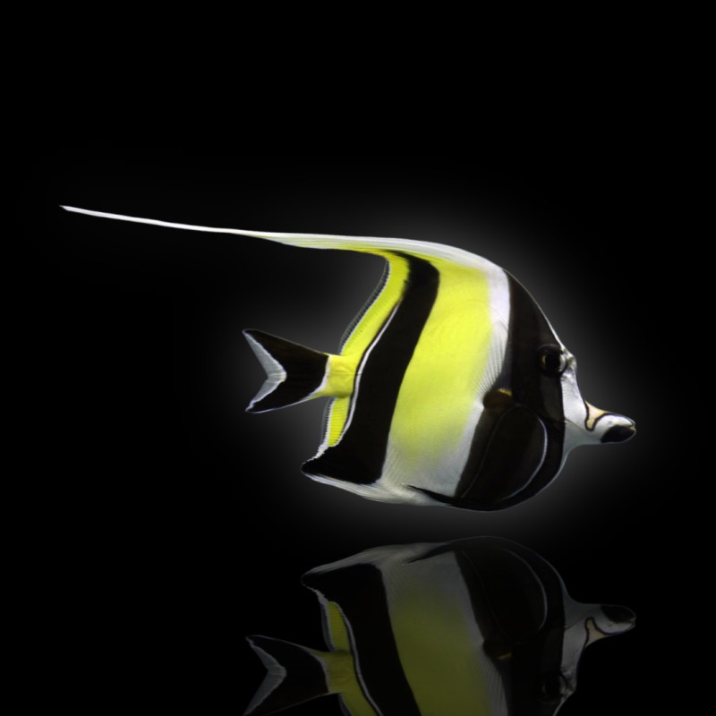 Möchten Sie Zanclus Cornutus (XL) kaufen? | Coralandfishstore.nl