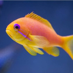 Pseudanthias Squamipinnis | Coralandfishstore.nl Pseudanthias Squamipinnis | Coralandfishstore.nl