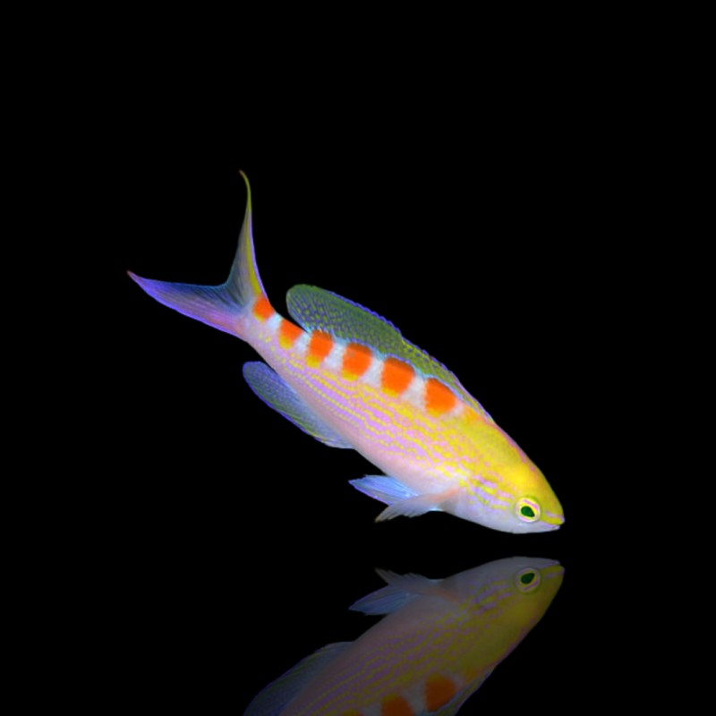 Pseudanthias Flavoguttatus | Coralandfishstore.nl Pseudanthias Flavoguttatus | Coralandfishstore.nl