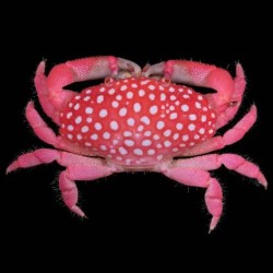 Neoliomera pubescens