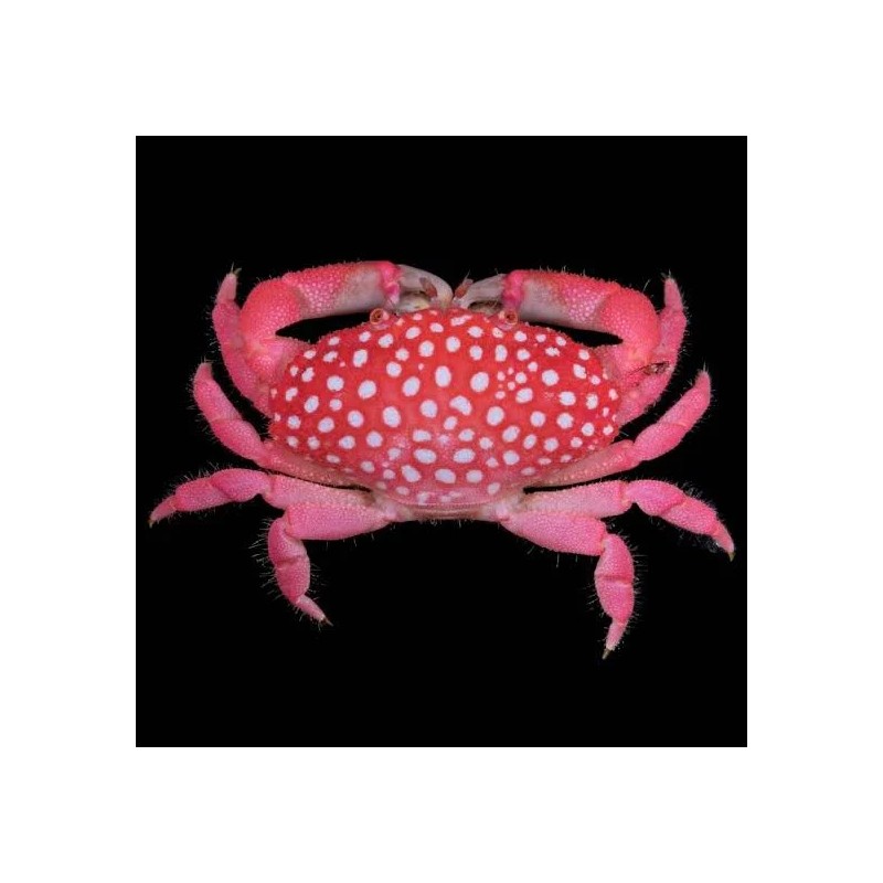 Neoliomera pubescens (Erdbeerkrabbe)