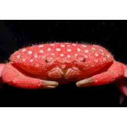 Vous souhaitez acheter du crabe fraise (Neoliomera pubescens) ? Coralandfishstore.nl